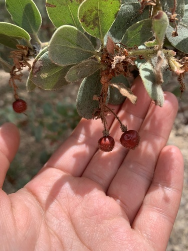 iNaturalist observation photo of California Pinkbract Manzanita