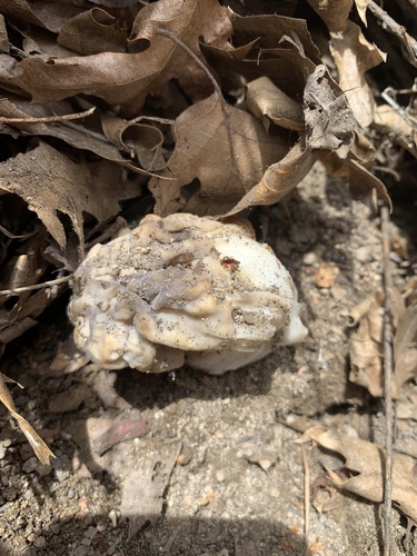 iNaturalist observation photo of Elfin Saddles
