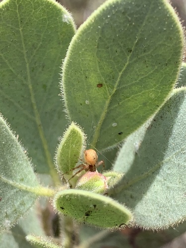 iNaturalist observation photo of Mecaphesa
