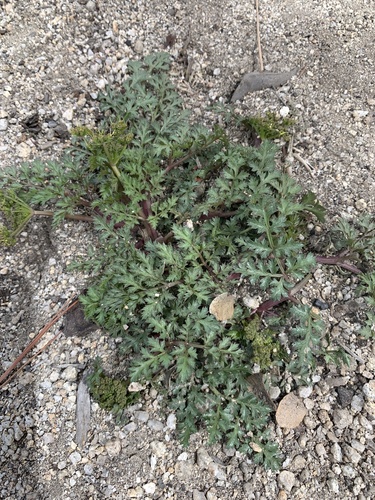 iNaturalist observation photo of Selineae
