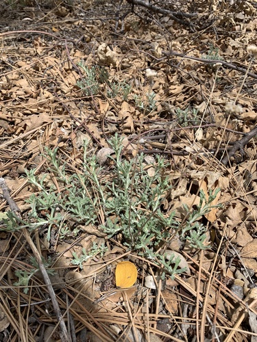 iNaturalist observation photo of Golden Yarrow