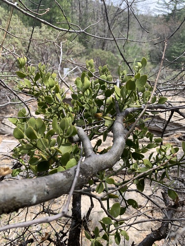 iNaturalist observation photo of oak mistletoe