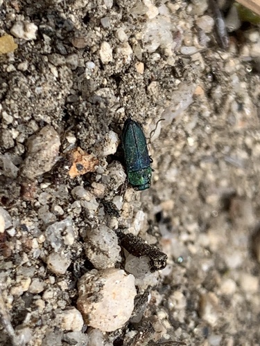 iNaturalist observation photo of Jewel Beetles