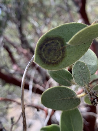 iNaturalist observation photo of Fungi Including Lichens