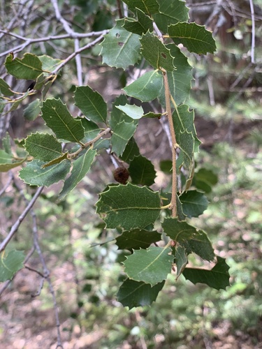 iNaturalist observation photo of oaks