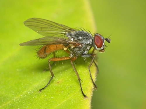 Pegomya bicolor · iNaturalist