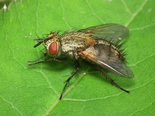 Ceromasia