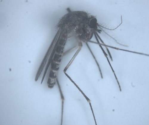 Culex thalassius