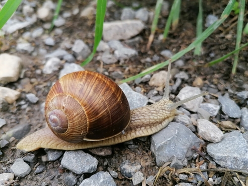 Vynuoginė sraigė nuotrauka