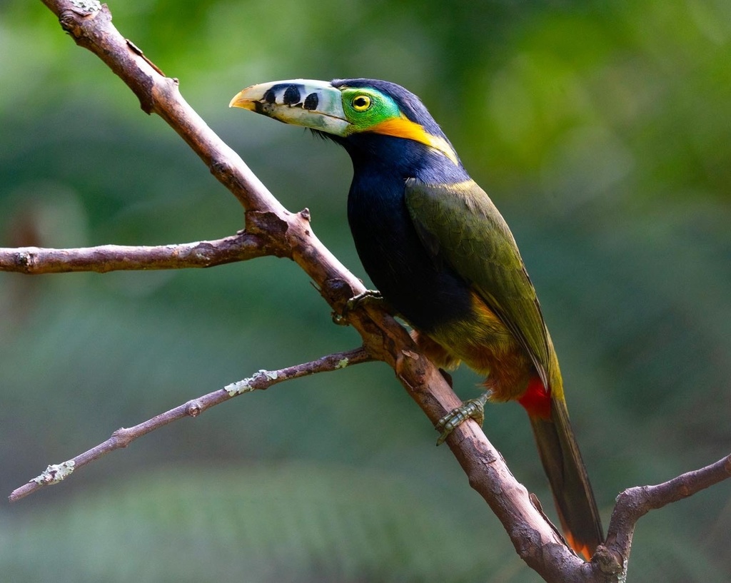 Spot-billed Toucanet (Selenidera maculirostris) photo