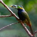 Spot-billed Toucanet - Photo (c) Joao Quental, all rights reserved, uploaded by Joao Quental