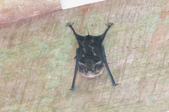 Saccopteryx bilineata image