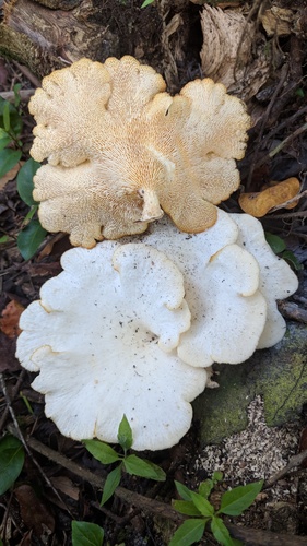 Favolus brasiliensis