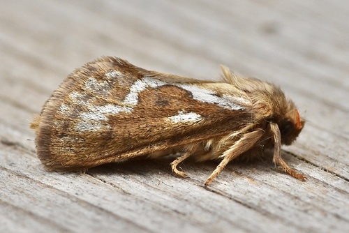 Common Swift Moth