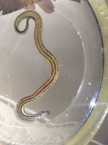 Macleay's Water Snake sighting