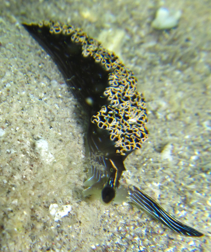 Diomedes' Sapsucker