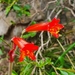 Phycella maulensis - Photo (c) Daniel Rabanal Flores, todos los derechos reservados, uploaded by Daniel Rabanal Flores