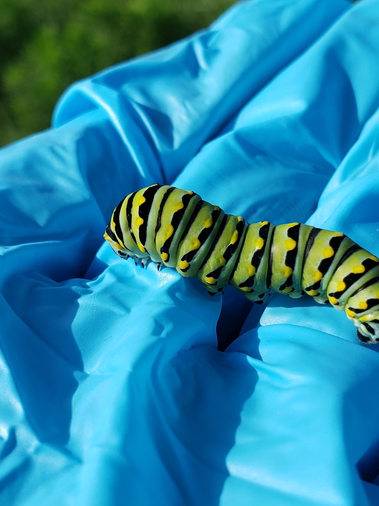 Black Swallowtail from Campton Hills, IL, USA on June 08, 2021 at 0829