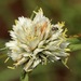 White Bluntflower Sedge - Photo (c) Marco Plebani, all rights reserved