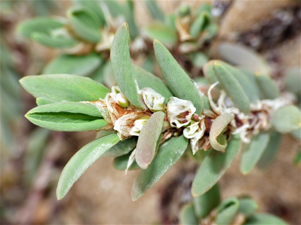 Hierba de la sanguinaria