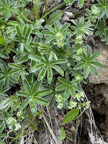 Alpine Lady's-mantle