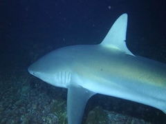 Carcharhinus galapagensis image