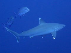 Image of Carcharhinus albimarginatus