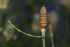 Branched Horsetail - Photo (c) Konstantinos Kalaentzis, all rights reserved, uploaded by Konstantinos Kalaentzis