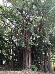 Ficus elastica image