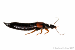 Image of Carcinophora americana