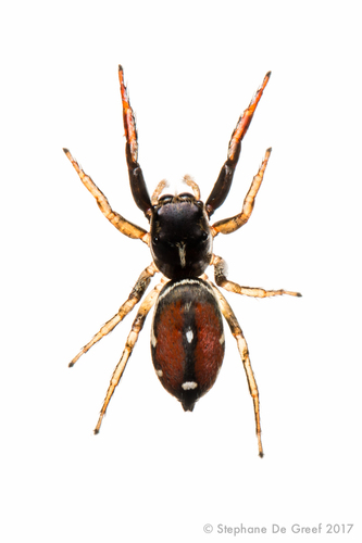 (Pachomius dybowskii)