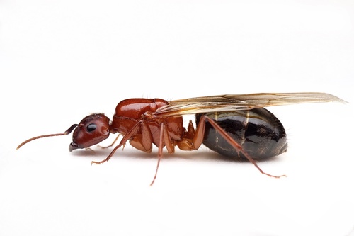 Florida Carpenter Ant
