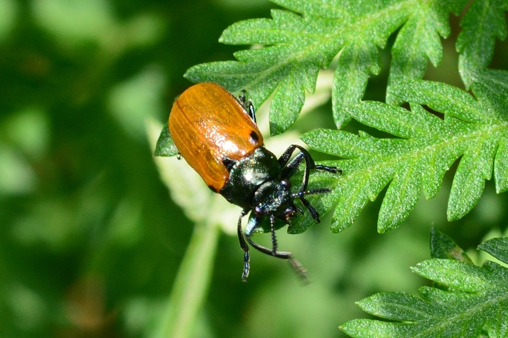 Labombom Insect Labidostomis chinensis from 대한민국 강원도 양구군 on June 6, 2021 at 03:12 PM by ...