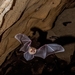 Murciélagos Orejas de Embudo - Photo (c) Talef Maria Fadul, todos los derechos reservados, subido por Talef Maria Fadul