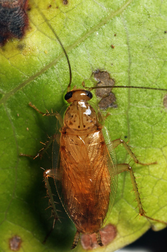 género Cariblatta · iNaturalist Ecuador
