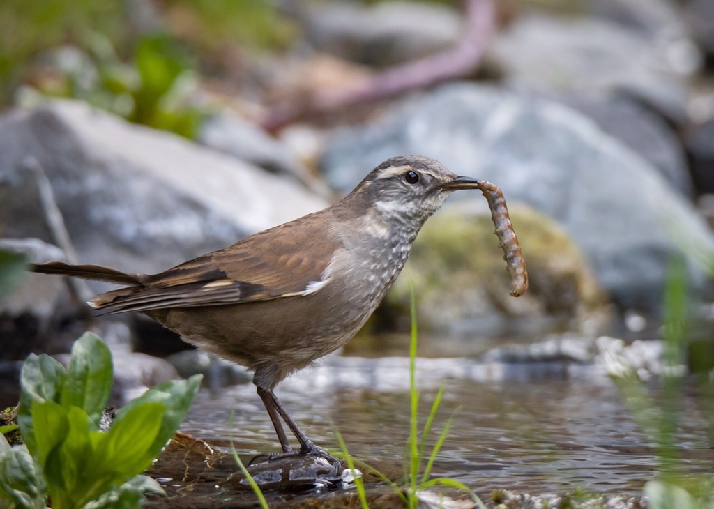 Grayflanked Cinclodes from Las Condes, Las Condes, Metropolitana de
