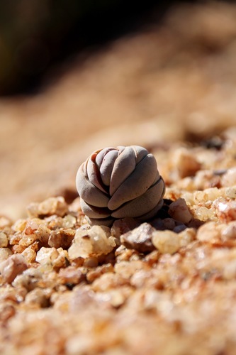 Crassula alstonii