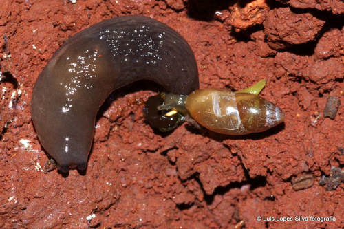 Ferussacia folliculum