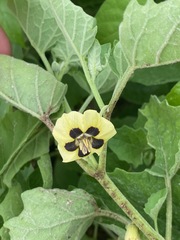Smallflower Groundcherry (Physalis cinerascens)