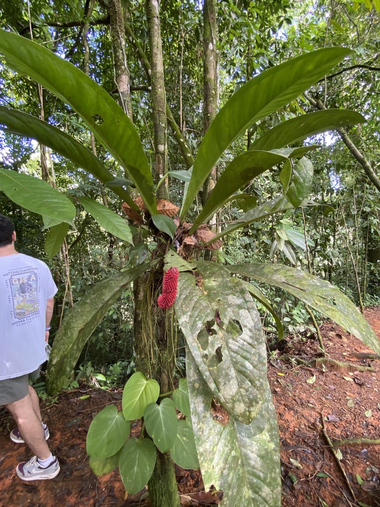bonsai ginseng tree Ficus Ginseng Bonsai