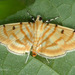 Orthospila - Photo 由 Nuwan Chathuranga 所上傳的 (c) Nuwan Chathuranga，保留所有權利