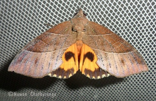 Eudocima cajeta (Cramer, 1775)