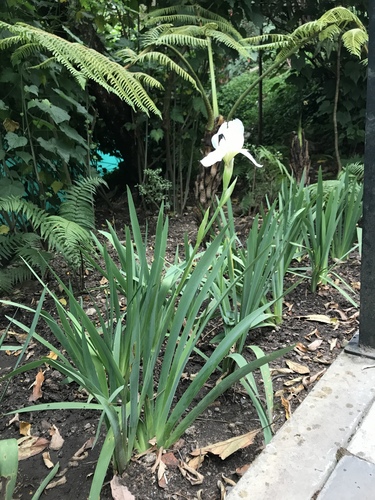 Iris image