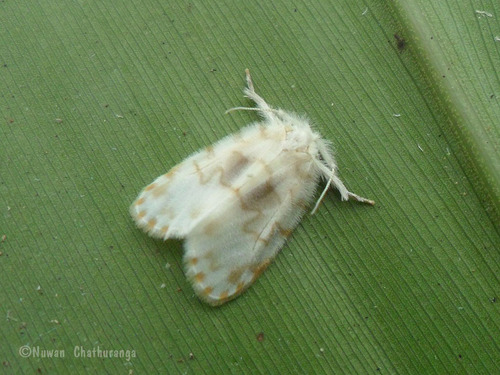 Chamaita nympha