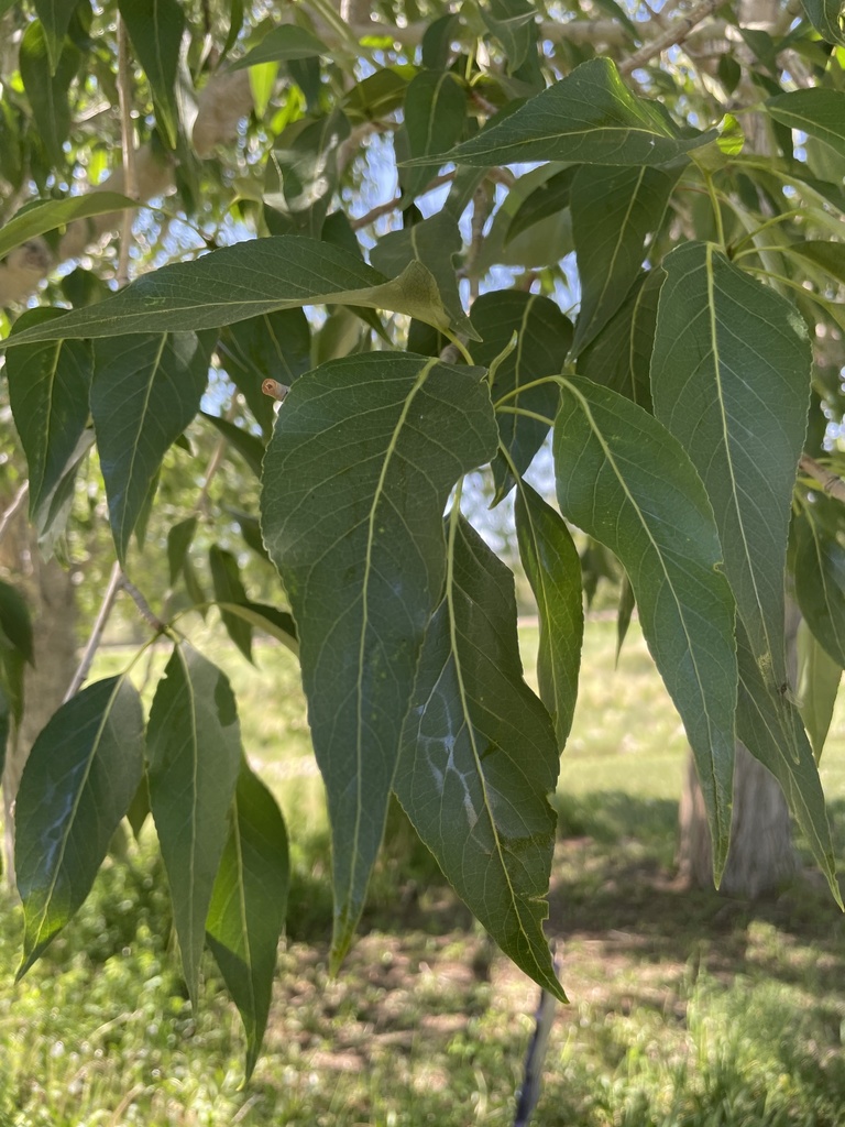 Narrowleaf Cottonwood from US40, Hayden, CO, US on June 8, 2021 at 04