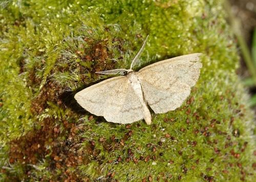 Perconia baeticaria