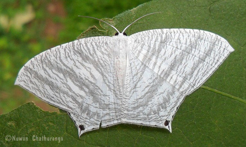 Grey Swallowtail Moth (Micronia aculeata)