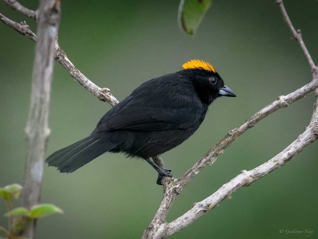 Tawny-crested Tanager (Tachyphonus delatrii)