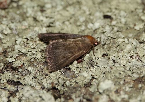 Anthracia ephialtes