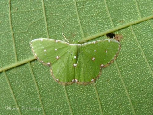 Argyrocosma inductaria (Guenée)